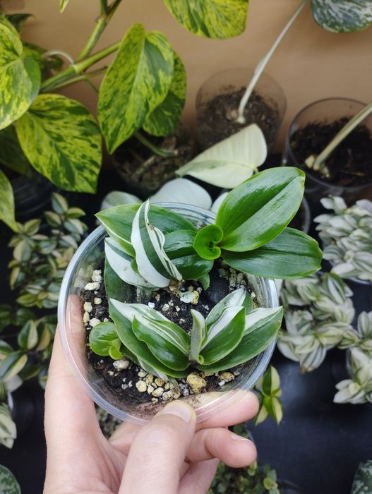 Комнатные растения все по 1000