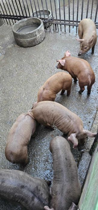 Продавам прасенца Дюрек