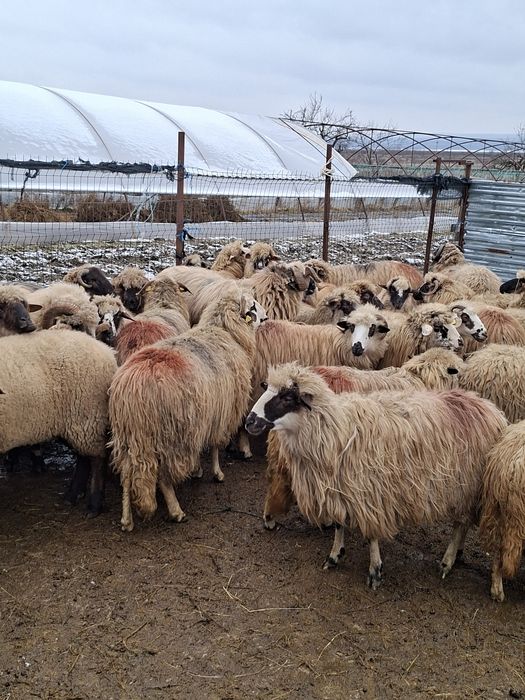 Vand 40 de oi tinere