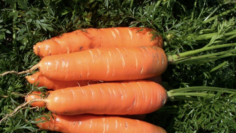 Морковь товарная и тендерная