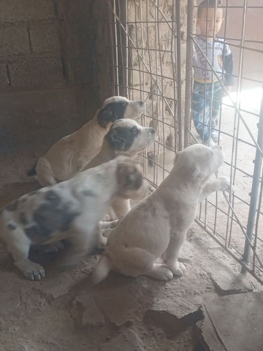 Alabay kuchuk sotiladi 300