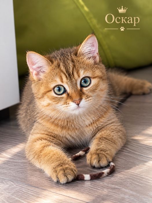 Отдам породистого котенка , мальчик
