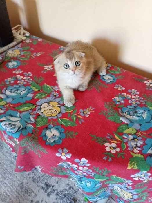 Продаются котята