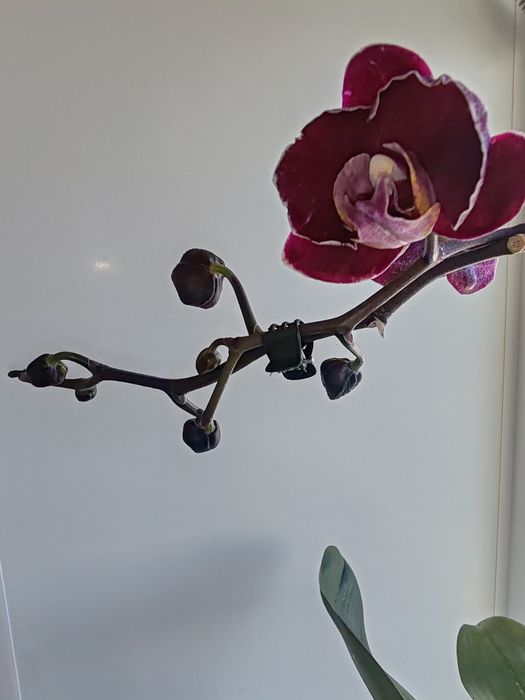 Орхидея фаленопсис