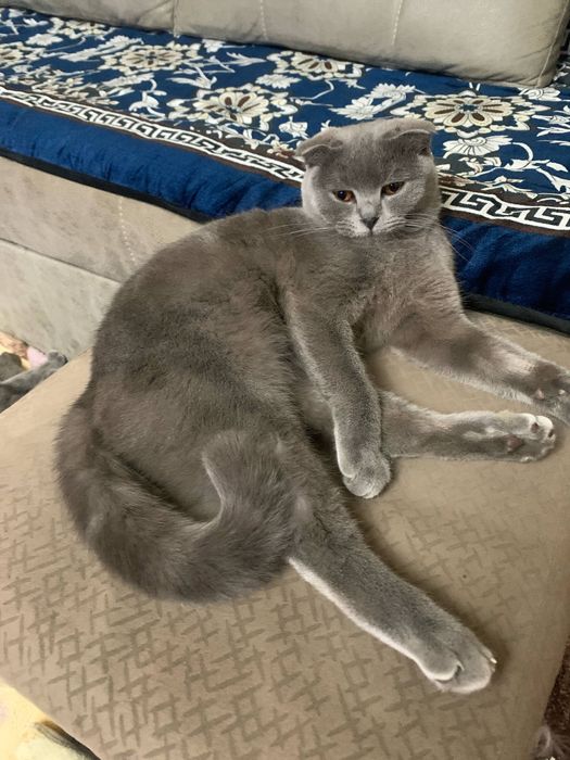 Скоттиш фолдлар сотилади