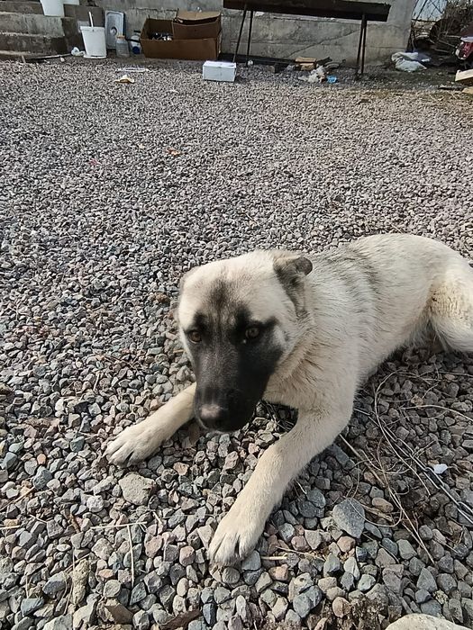 Собака немец продам в харожые руки