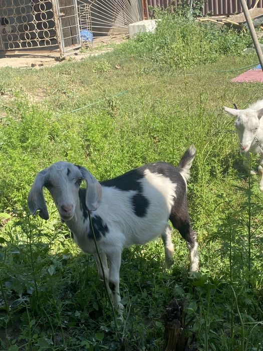 Продам 2 козы  девочки