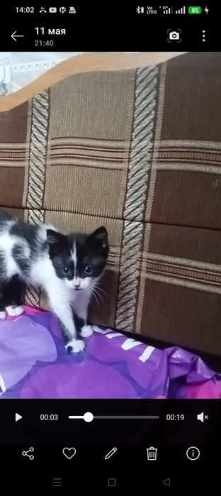 Отдам в добрые руки кошечку.