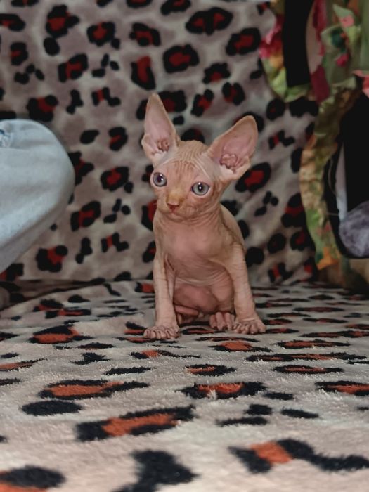 Продам сфинксов 2месяца