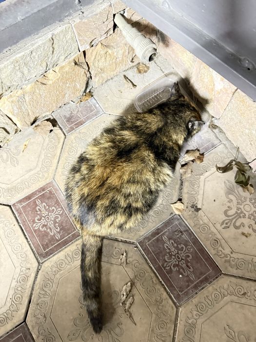 Стерилизованная кошка