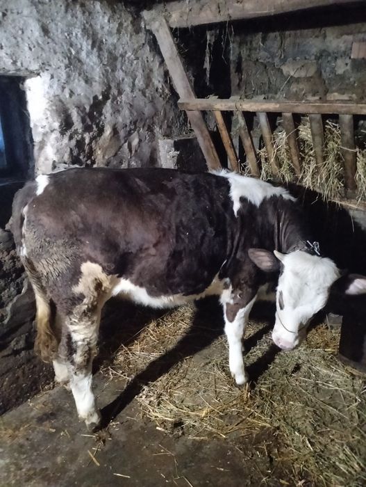 Vițel și vițea de