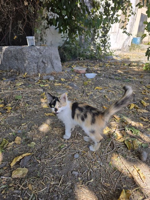 Котята бесплатно