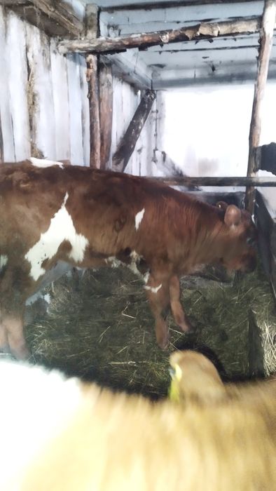 Продам теленка тёлочку 2 месяца