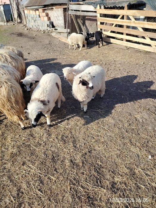 Miei   de   vânzare