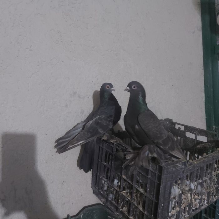 Челкар кишмиш пара лет с игрой