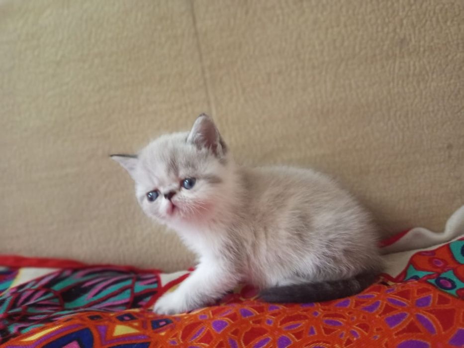 Плюшевые экзотики