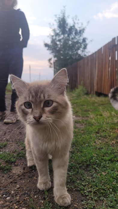 Ищу любящих хозяев для кота