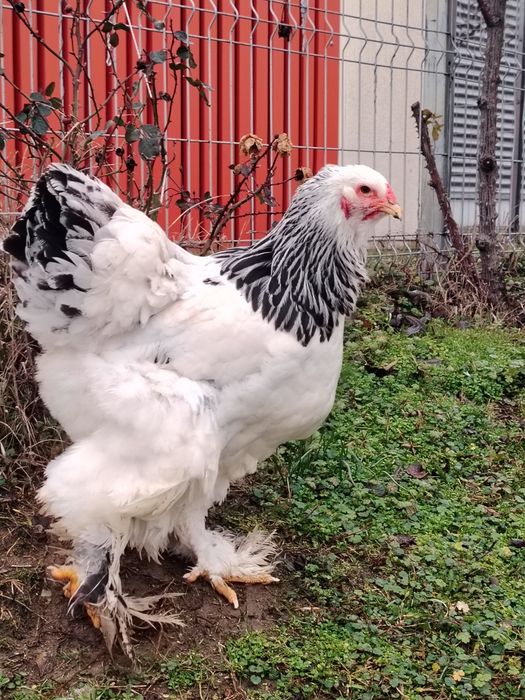 Cocoș , găini si pui Brahma Herminat deschis