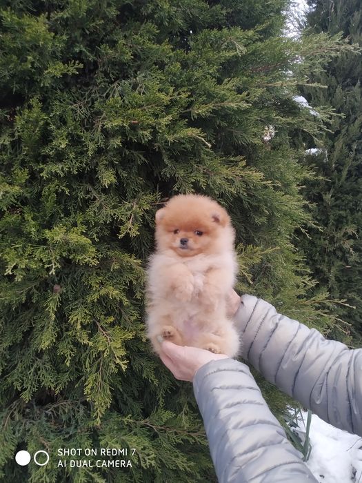 Щенки померанского шпица