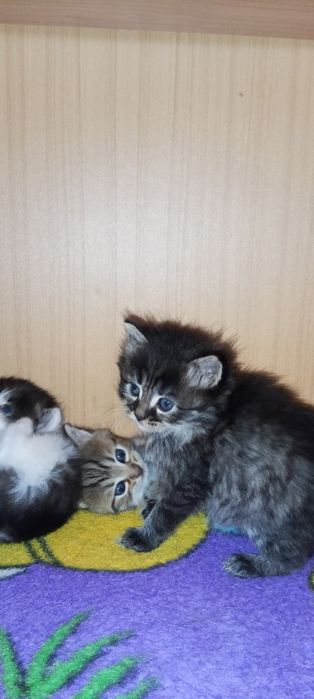 Отдам котят в добрые руки
