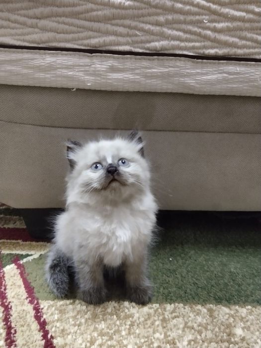 Отдам котят в добрые руки