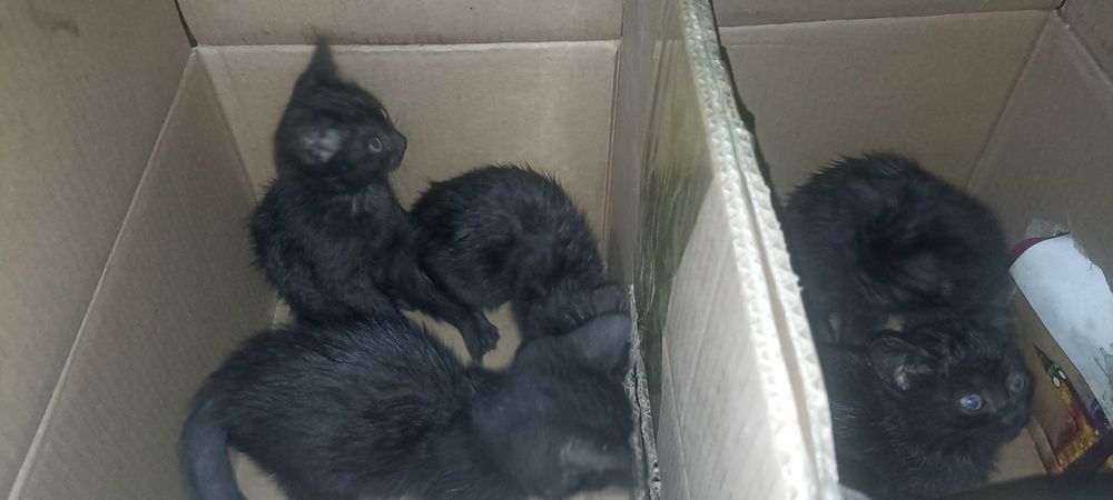 Onlayn porno tomosha qilish meni orgazmga olib keldi