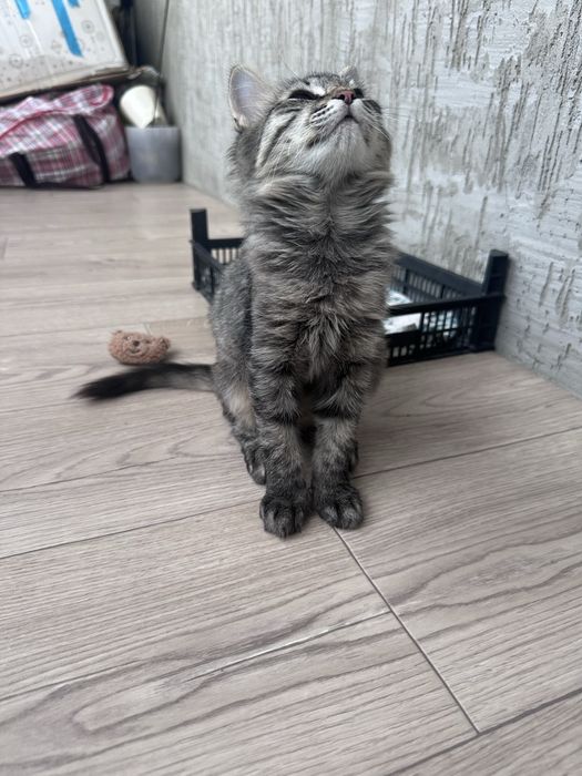 Отдам котенка в добрые руки