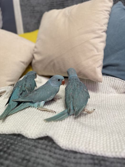 Ожереловый синий попугай