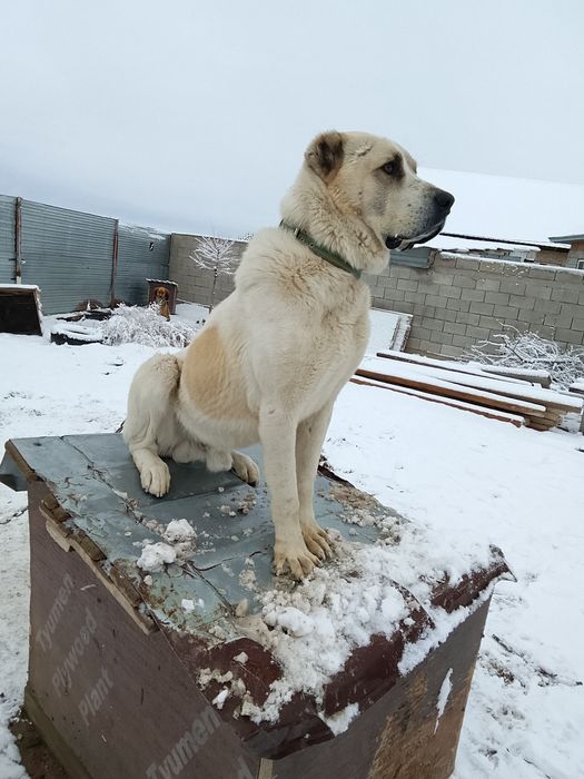 Молодой алабай Бойцовский