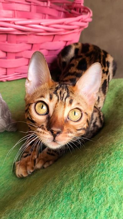 Бенгальская Леопардиха- 3.5 месяца