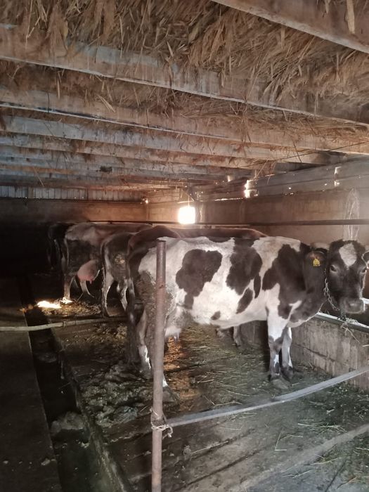 Частный дом ферма