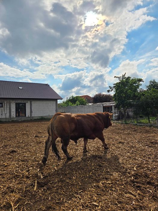 Taur Limousin de vânzare