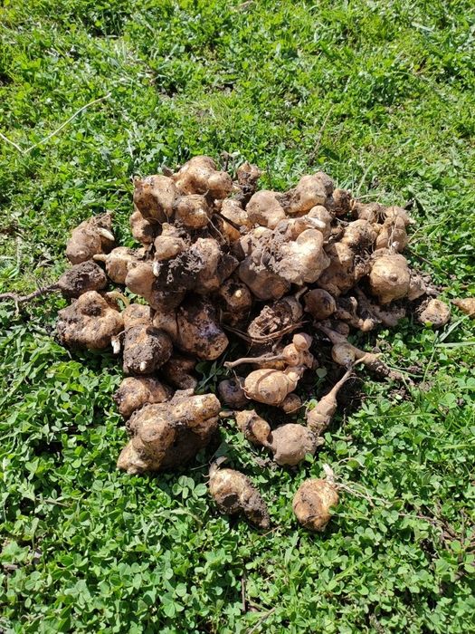 Topinambur alb (nap salbatic)