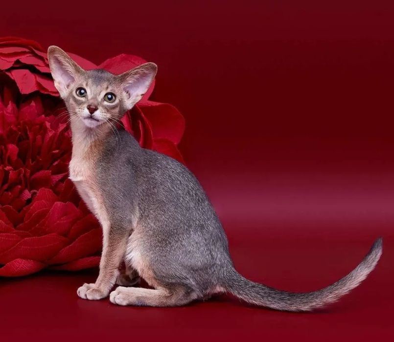 Абиссинские  котята шоу класса