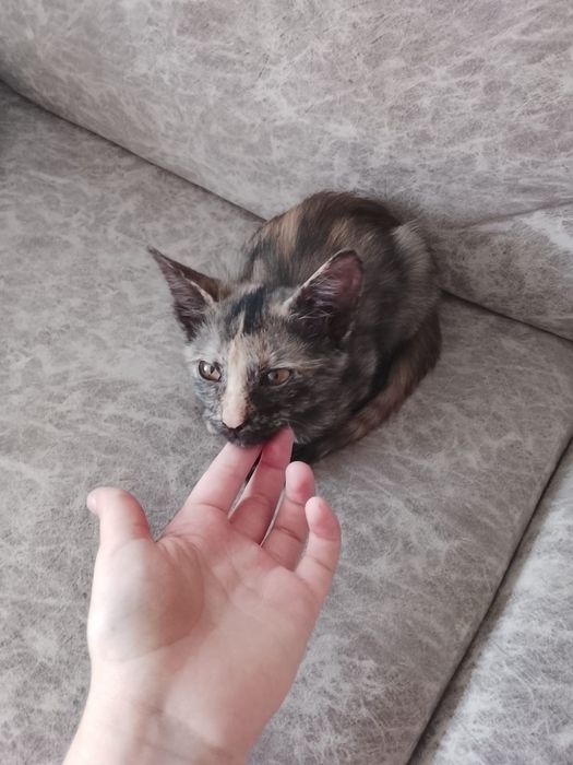 Котенок девочка в добрые руки