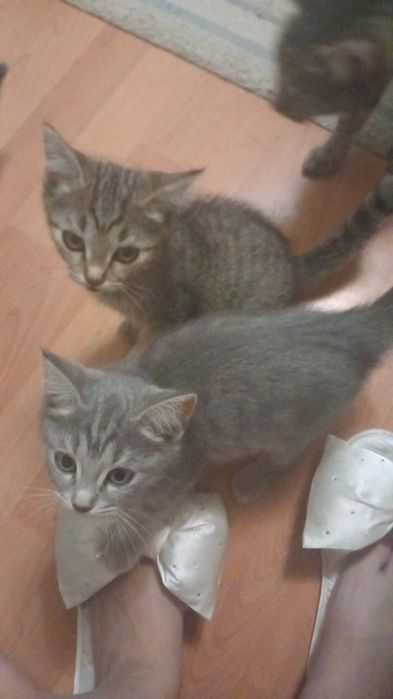 Отдам умных котят