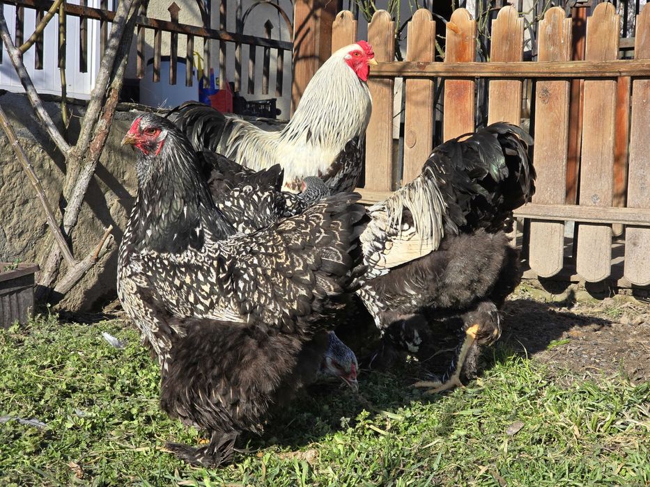 Продавам разплодни яйца от Сребърно кантирана барма (Silver Laced)