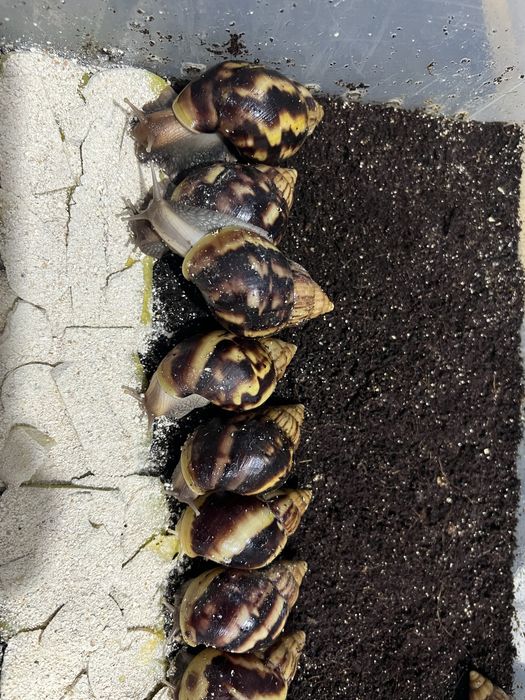 Улитка 2000 тенге