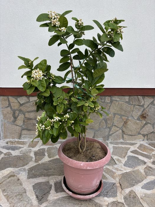 Продавам лимоново дръвче