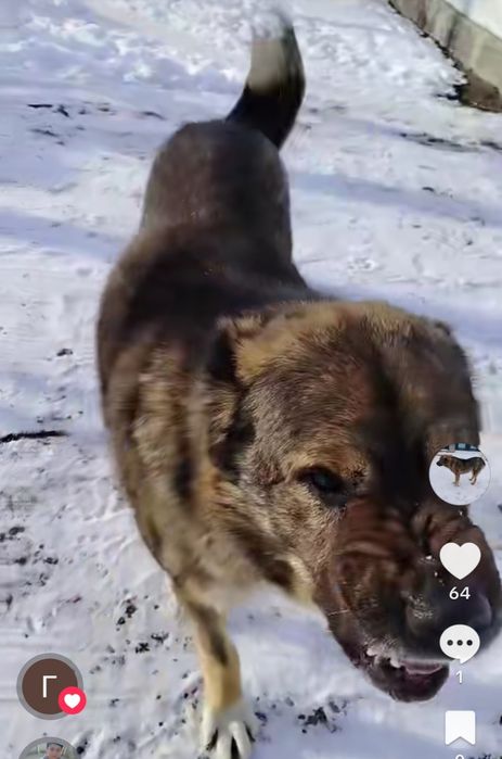 Кушиктер сатылады