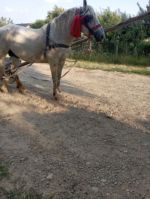 Armăsar de vânzare