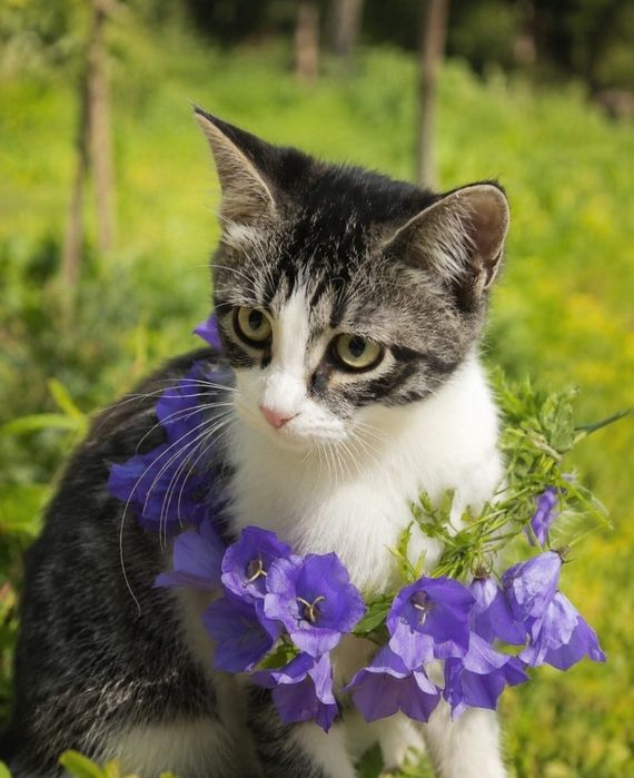 Котята в добрые руки! 3-4 месяца.