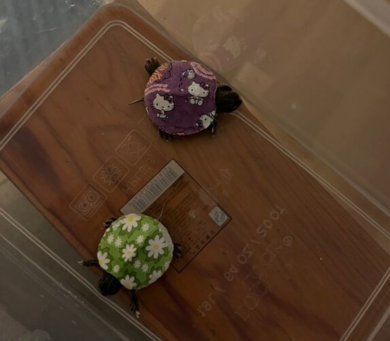 Красноухие черепашки