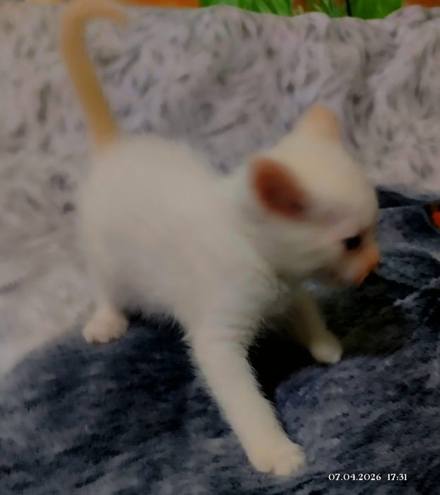 Отдам в хорошие руки