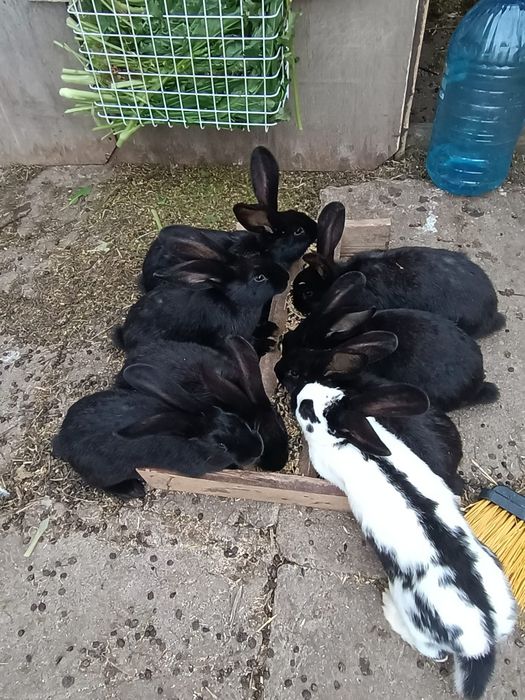 Iepuri fluture german