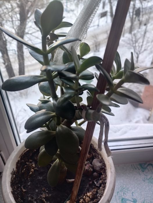 Продам цветок  денежное дерево