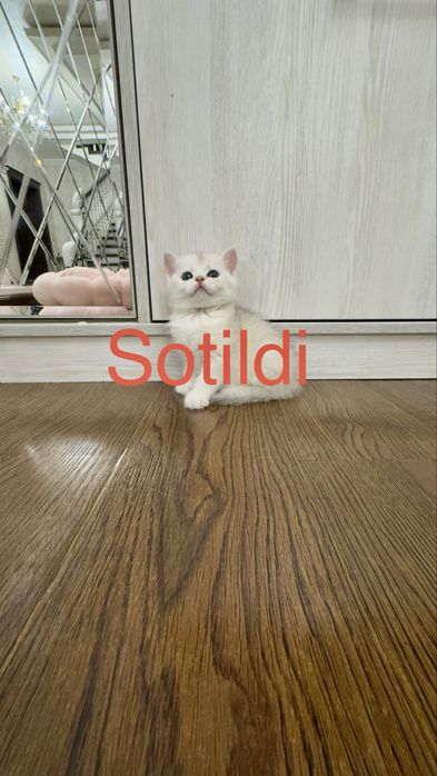 Продаётся чистокровный котята серебристый шиншилла