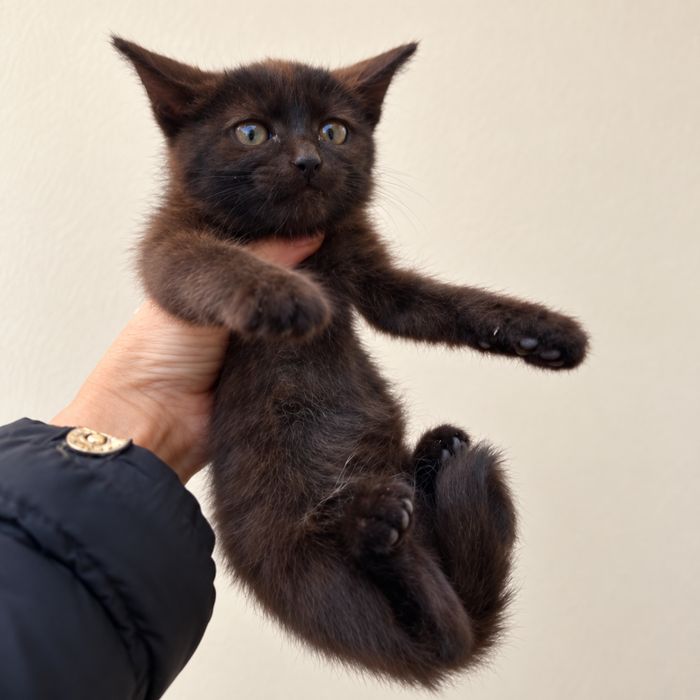 Отдам котят в добрые руки. Девочки