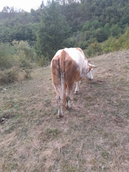 Vand vaca de 6 ani