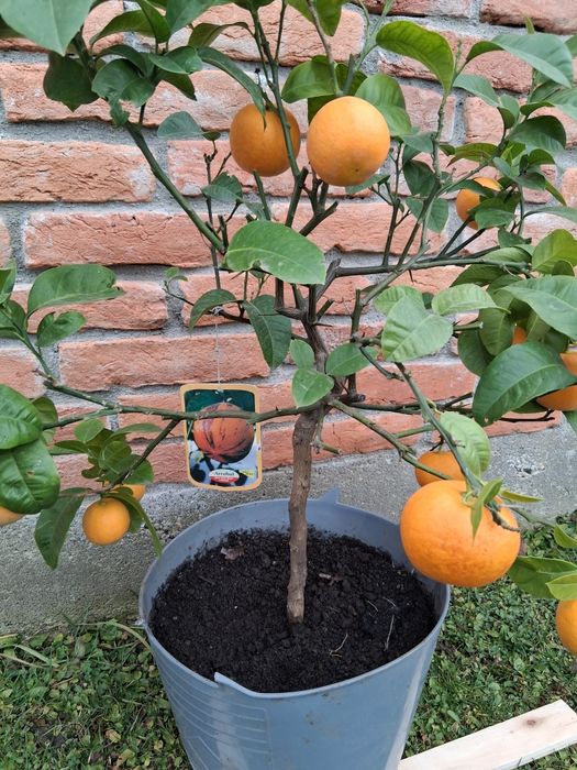 Portocal rosu de Sicilia